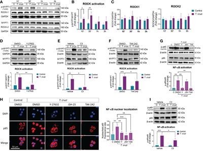 Statins change the cytokine profile in Trypanosoma cruzi-infected U937 macrophages and murine cardiac tissue through Rho-associated kinases inhibition